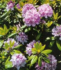 Rhodododendron