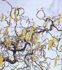 Corylus avellana 'Contorta' (kronkelhazelaar)