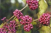 Calicarpa bodinieri 'Profusion'