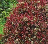 Photinia fraseri´Red Robin´(Glansmispel)