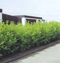 Prunus lauroc. 'Rotundifolia' (Laurierkers)