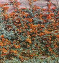 Pyracantha ´Orange Glow´ (Vuurdoorn)