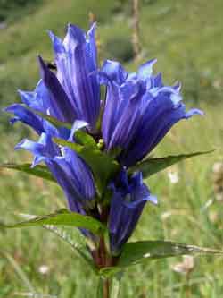 planten tuincentrum